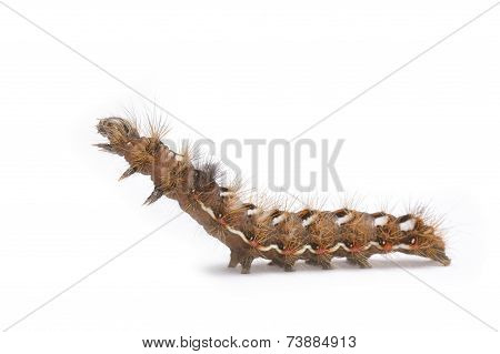 Knot Grass moth caterpillar - Acronicta rumicis, over white background