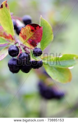 Black Chokeberry, Aronia Melanocarpa. . Retro Photo Filter Effect