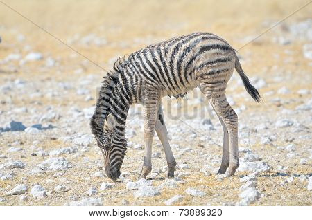 Wet Zebra Foal