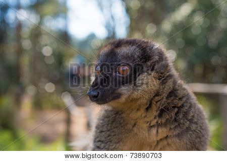 Brown Lemur Of Madagascar