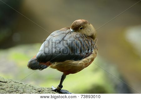 Lesser Whistling-duck (dendrocygna Javanica)