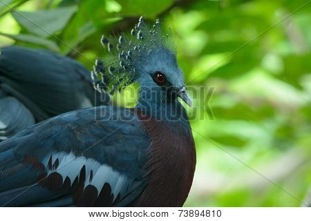 Female Victoria Crowned Pigion (goura Victoria)
