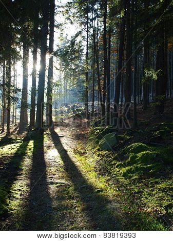 view of the forest landscape., South Bohemia, Czech Republik