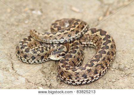 Meadow Viper Ready To Strike