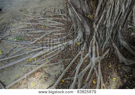 tree old ages root branches ground concepttree old ages root branches ground concept