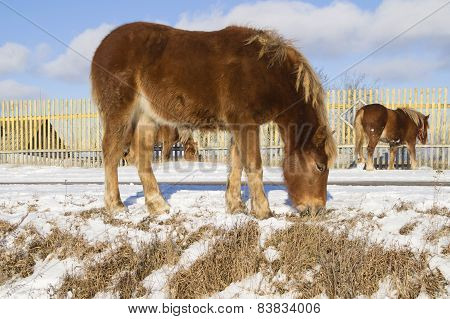 Young foal brown color feed from -under snow