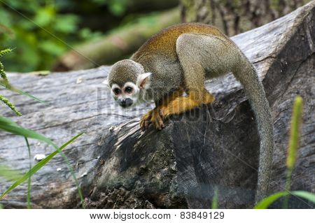 Squirrel monkey (Saimiri sciureus)