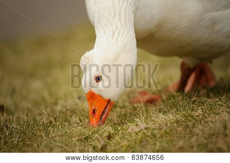 White Goose