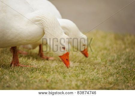 Pair Of White Gooses
