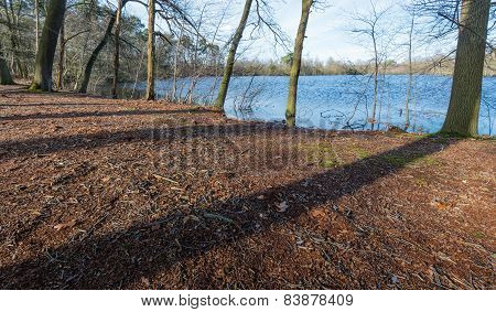 Backlit Image Of Trees At The Edge Of A Natural Pond