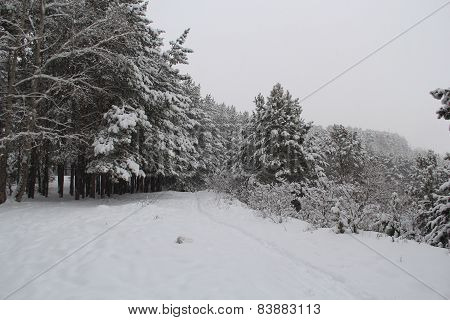 Winter Forest