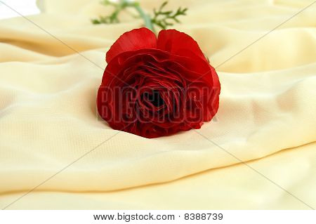 Ranunkulyus rot