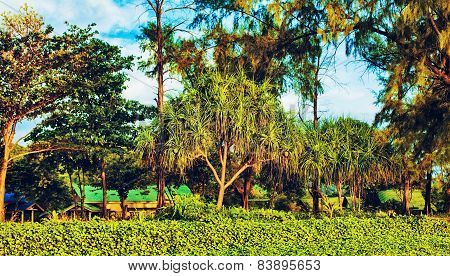 Thai Landscape