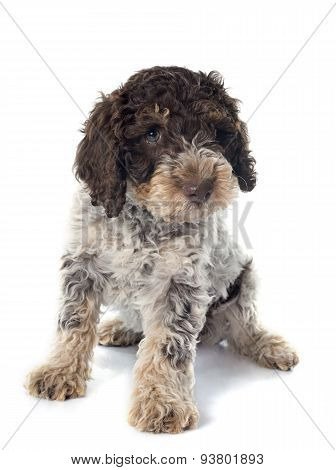 Romagna Water Dog