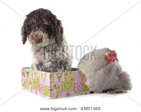 Lagotto Romagnolo And Chicken