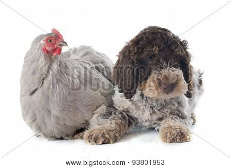 Lagotto Romagnolo And Chicken