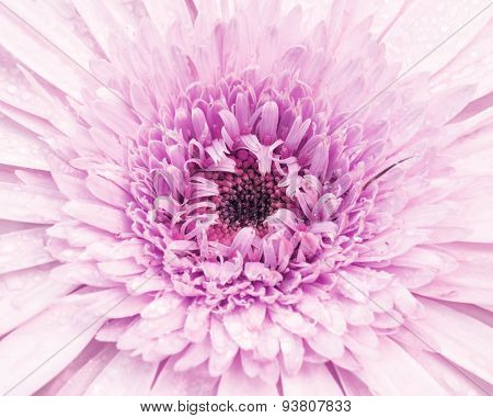 Close up chrysanthemum beautiful view from the top.