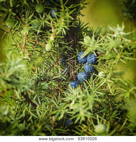 Juniper berries on the tree