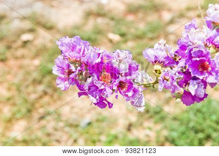 Cananga Odorata Flowers, Thai Flower Tabak
