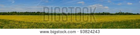Hemmingford water meadow covered in wild flowers.