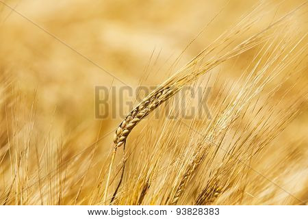 the ripened cereals