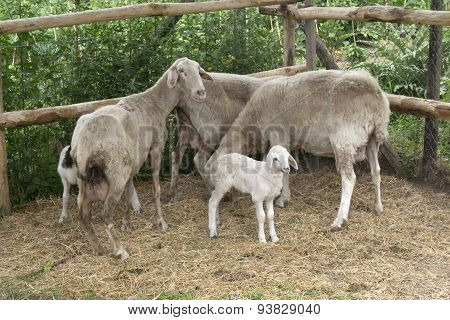 Milk Lamb