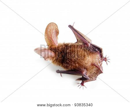 long-eared bat isolated on white