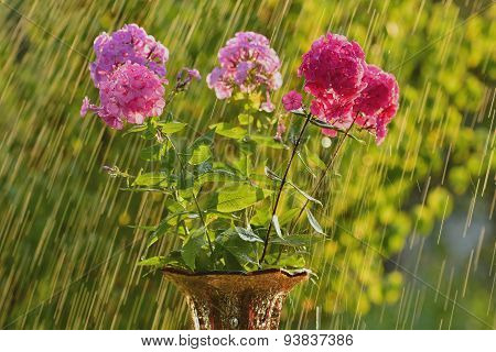 Summer rain and phlox