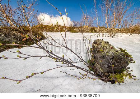 Spring Time To Life Nature  Warmly  Sun