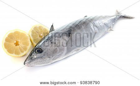 Bonito
