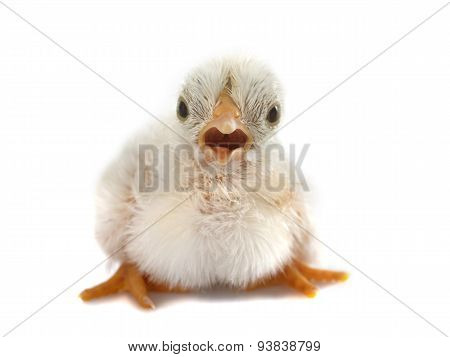 Serama Chick