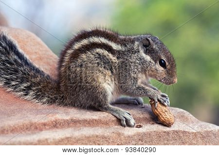 Chipmunk