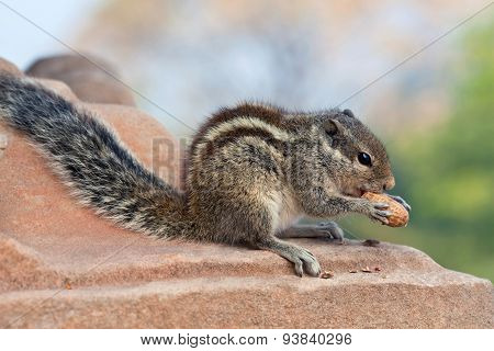 Chipmunk