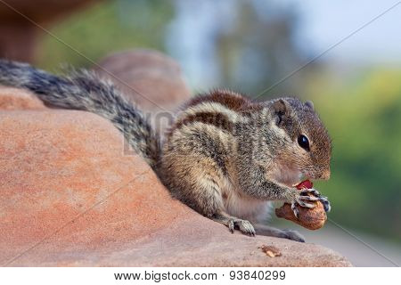 Chipmunk