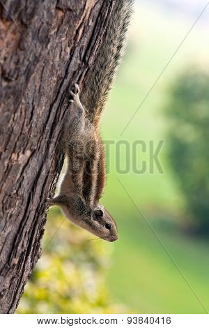 Chipmunk