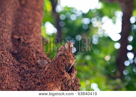 Chipmunk