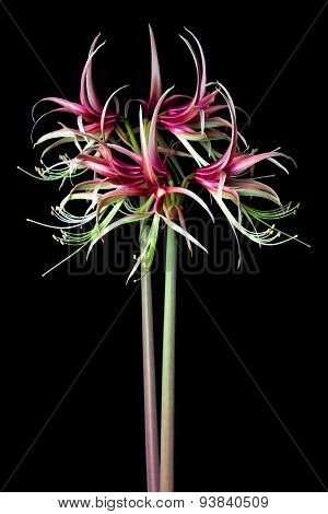 Hippeastrum Sybister 