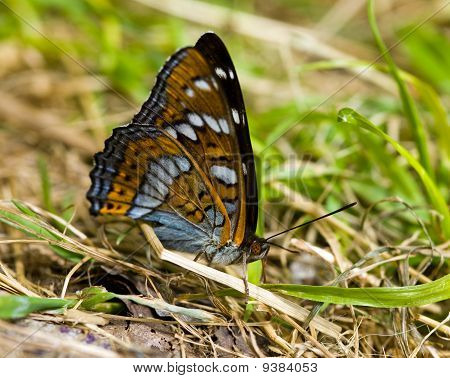 Zbliżenie: motyl