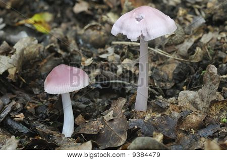 Bonnet rose champignons