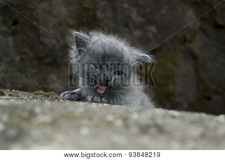 The Little Kitten In The Author's Treatment