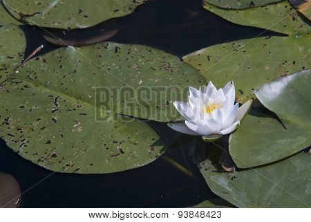 Beautiful White Lily On A Summer Lake