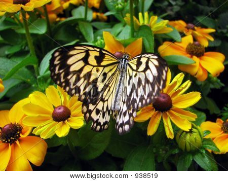 Schmetterling inmitten der gelben Blüten