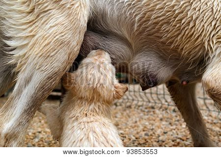Feeding