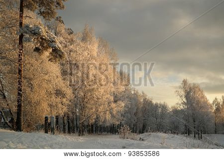 Winter forest