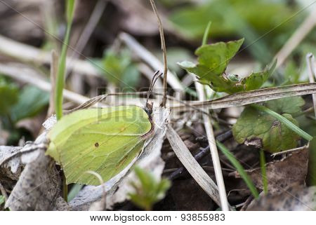Green Butterfly