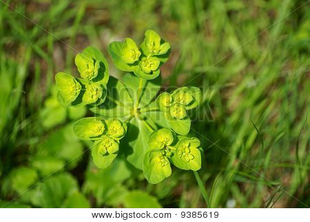 Güneş spurge