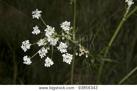 Cow Parsley Close Up