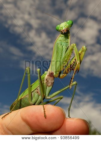green praying mantis / Mantis religiosa
