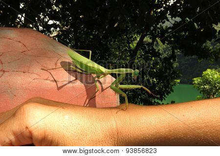 green praying mantis / Mantis religiosa