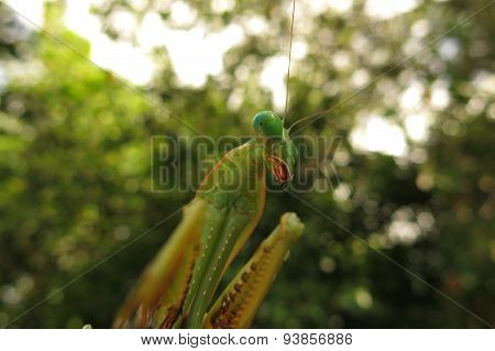 green praying mantis / Mantis religiosa